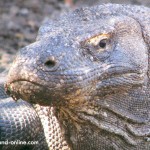 komododragon