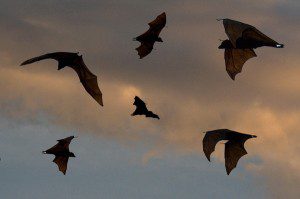 flyingfox-island
