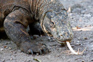 giant-lizard